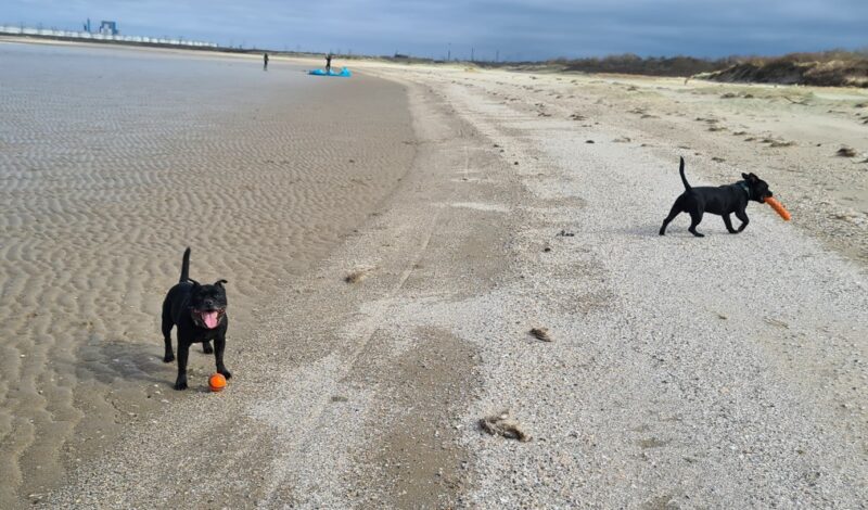 Met je hond naar het strand - Kyon